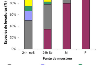 Levaduras modificadas genéticamente, un silencio significativo