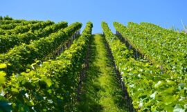 Australia quiere liderar el mercado del vino en el año 2025