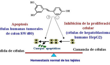 El resveratrol del vino: ¿una molécula anticancerosa?