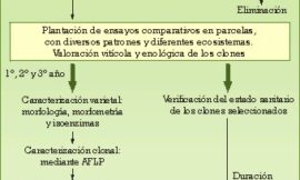 Importancia de la selección clonal de variedades de vid