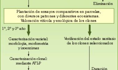 Importancia de la selección clonal de variedades de vid