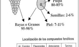 Viticultura de calidad: factores que afectan al contenido de compuestos fenólicos