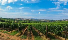 Elementos de la conducción de la viña que favorecen la protección del terruño y la expresión de sus vinos*