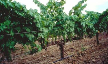 Características de las variedades destinadas a la elaboración de cava