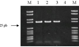 Nuevo método de PCR (Multiplex RAPD) para diferenciar cepas de Oenococcus oeni