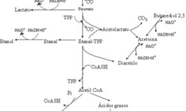 Metabolismo de sustratos del mosto y vino por bacterias lácticas y sus implicaciones en la calidad del vino