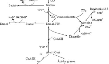 Metabolismo de sustratos del mosto y vino por bacterias lácticas y sus implicaciones en la calidad del vino