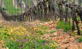 Producción integrada del vino: ejemplos de prácticas enológicas integradas