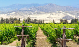 Niveles de grado alcohólico, acidez total y calidad sensorial de la cachina producida en el valle de Ica (Perú)