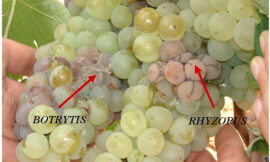 Guía básica de buenas prácticas vitícolas para minimizar la presencia de ocratoxina A en los productos vitivinícolas