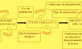 Factores determinantes de ocratoxina A en vino