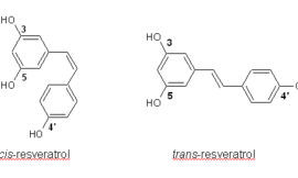 Polifenoles del aceite de oliva y homologías con el vino en aspectos de salud