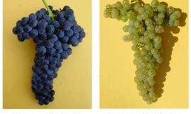 Diversidad y complejidad de la uva y del vino: qué puede aportar el desciframiento del genoma de la vid