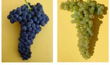 Diversidad y complejidad de la uva y del vino: qué puede aportar el desciframiento del genoma de la vid