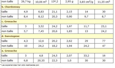 Interés actual de las técnicas de no poda y poda mecánica en el viñedo para reducir los costes de producción de la uva