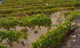 Posible futuro para la viticultura de montaña y en zonas con pendientes muy pronunciadas. El papel de CERVIM
