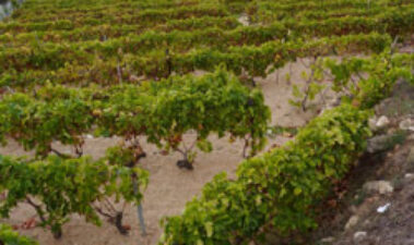 Posible futuro para la viticultura de montaña y en zonas con pendientes muy pronunciadas. El papel de CERVIM
