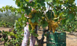 Recursos genéticos y viticultura de altura en el Prepirineo de Lleida: el Proyecto Vinyes Trobades
