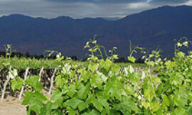 Vitivinicultura de altura en los Valles Calchaquíes de Salta (Argentina)