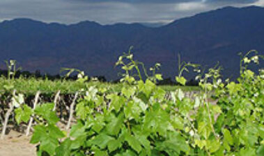 Vitivinicultura de altura en los Valles Calchaquíes de Salta (Argentina)