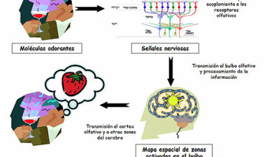 Descifrando las claves químicas que explican el aroma del vino