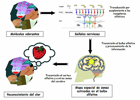 Reconocimientos a Aromas Intensos