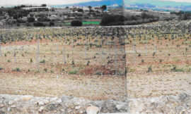 Sobre algunos intentos de zonificación del territorio vitivinícola de la Denominación de Origen Penedès