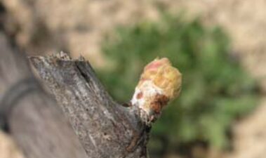 Incidencia de las variaciones climáticas en el cultivo de la viña