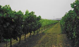 Gestión del suelo vitícola: cubiertas vegetales e incidencia en la calidad del mosto y vino