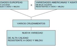 El material vegetal de vid: retos de futuro