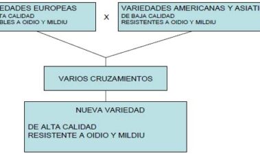 El material vegetal de vid: retos de futuro