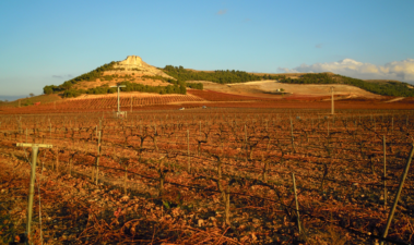 Paisaje del viñedo