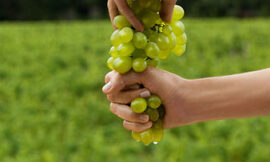 Efectos saludables del vino y de los subproductos de vinificación