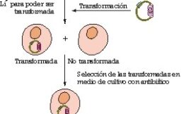 Modificación genética de levaduras vínicas