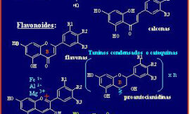 Metabolismo y significación biológica de los polifenoles del vino