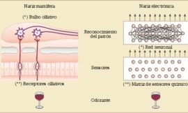 El análisis del aroma en el control de calidad de los vinos