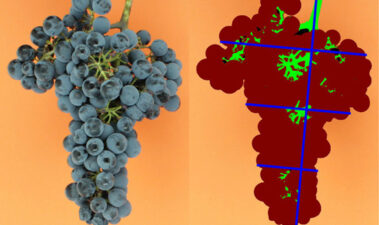 La densidad de uvas por racimo: nuevo método objetivo y no invasivo