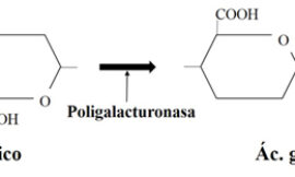 Actividades enzimáticas de levaduras no Saccharomyces para su aplicación enológica