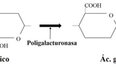 Actividades enzimáticas de levaduras no Saccharomyces para su aplicación enológica