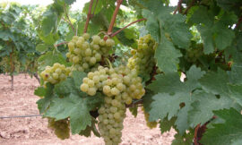 Tempranillo blanco: una variedad fruto de la variación genética de la vid (Vitis vinifera L)