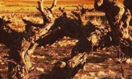 ¿El cambio climático en la viticultura o la espera a qué?