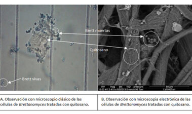 Quitosano de origen fúngico, una herramienta natural de lucha contra Brettanomyces