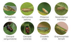 Xylella fastidiosa: enemigo número uno