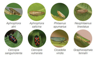 Xylella fastidiosa: enemigo número uno