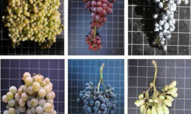 Estructura y composición de la uva y su contribución al vino