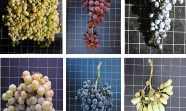 Estructura y composición de la uva y su contribución al vino