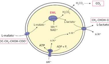 Bioquímica de las bacterias lácticas del vino y la fermentación maloláctica