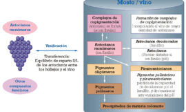 Copigmentación y piranoantocianos: el papel de los flavonoles y los ácidos hidroxicinámicos en el color del vino tinto