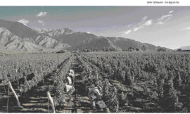 Reseña de la vitivinicultura argentina