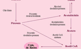 Cepas vínicas de Saccharomyces cerevisiae con bajo rendimiento en etanol